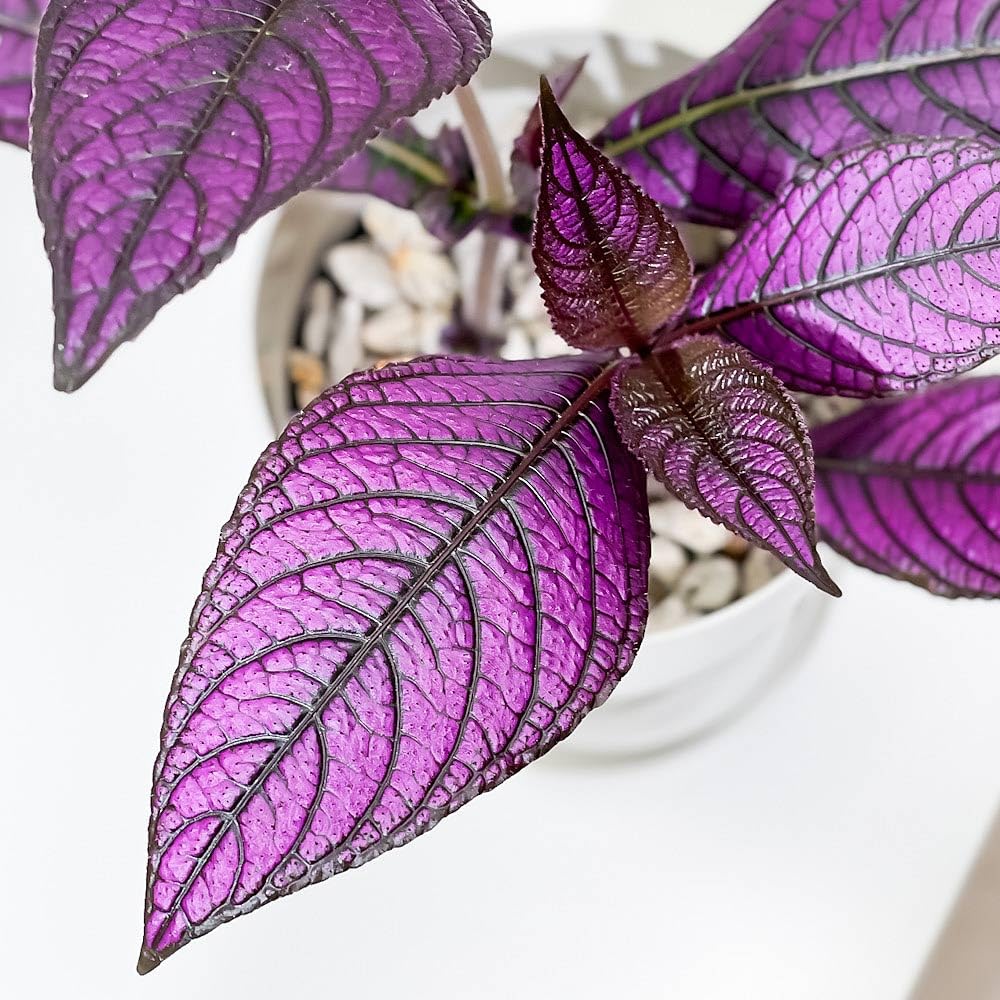 ストロビランティス ディエリアヌス 観葉植物/紫の葉(発根)/送料込み ストロビランティス ディエリアヌス 観葉植物/紫の葉(発根)/送料込み